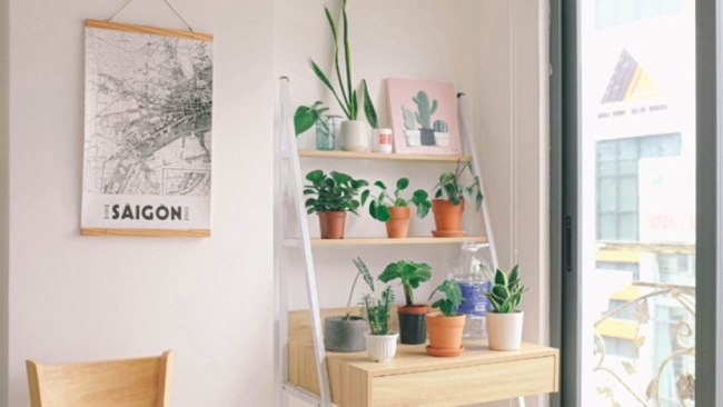 dekorasi apartemen minimalis dengan tanaman hidup