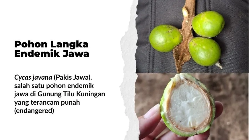 pakis jawa pohon langka endemik jawa