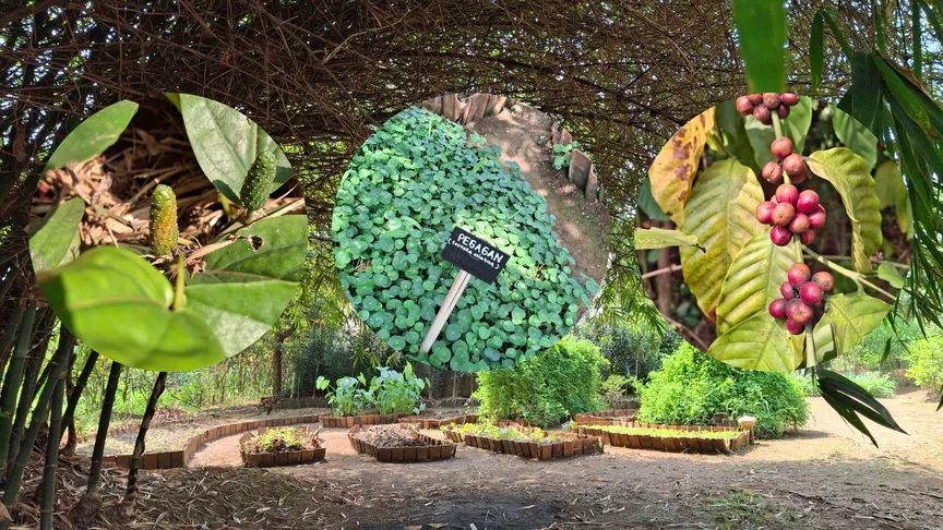 kebun sekolah seniman pangan dalam melestarikan pangan nusantara