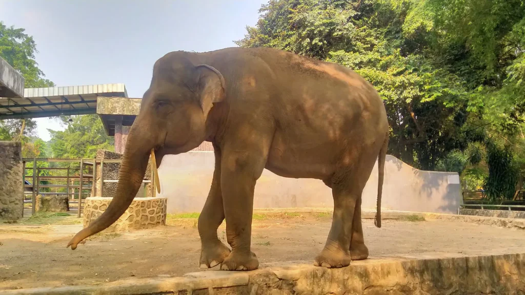 Menyapa Olla Gajah Sumatera di Ragunan